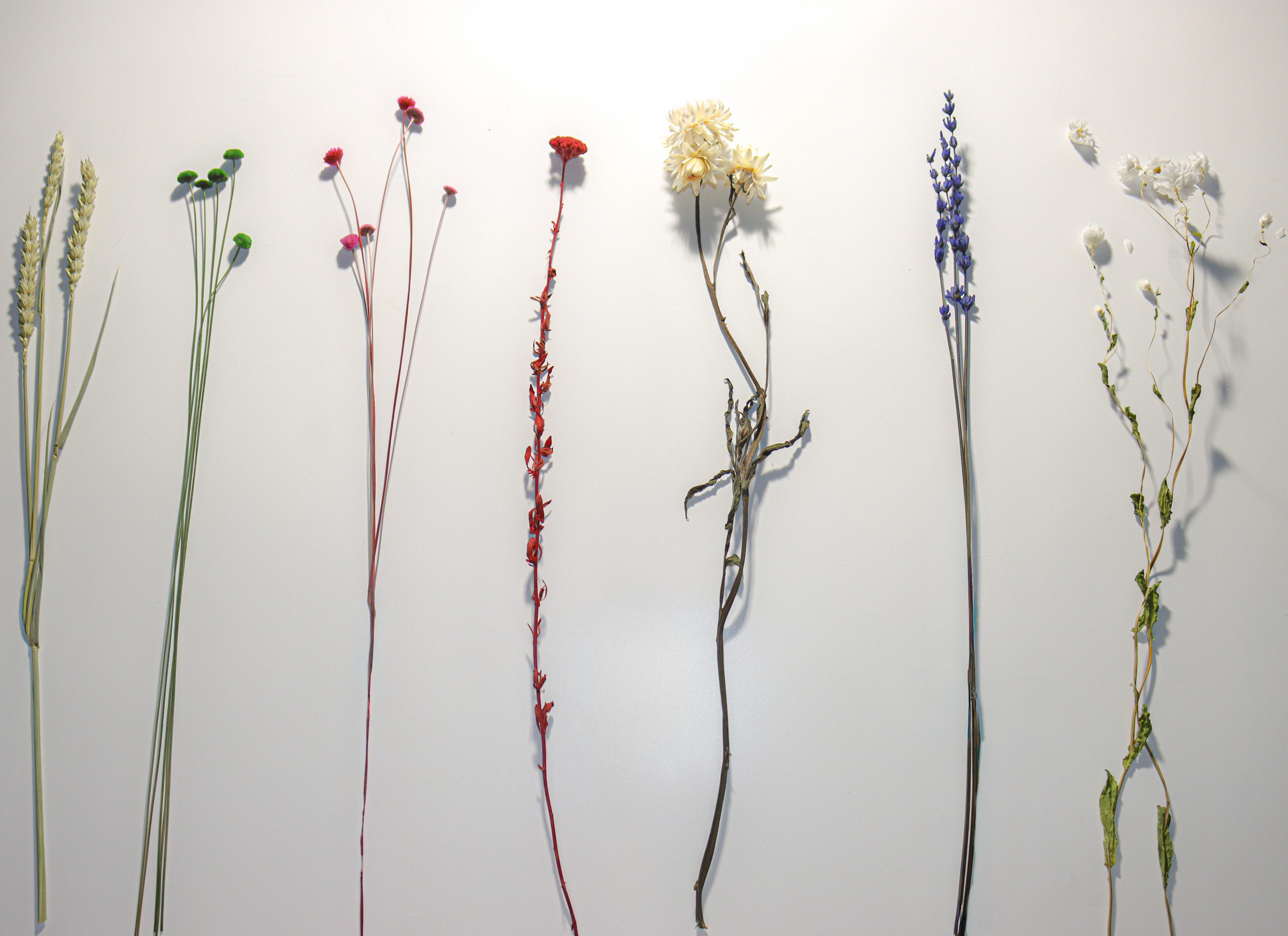 Flores preservadas de Hanami Studio en composición artística