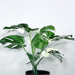 Monstera Variegata
