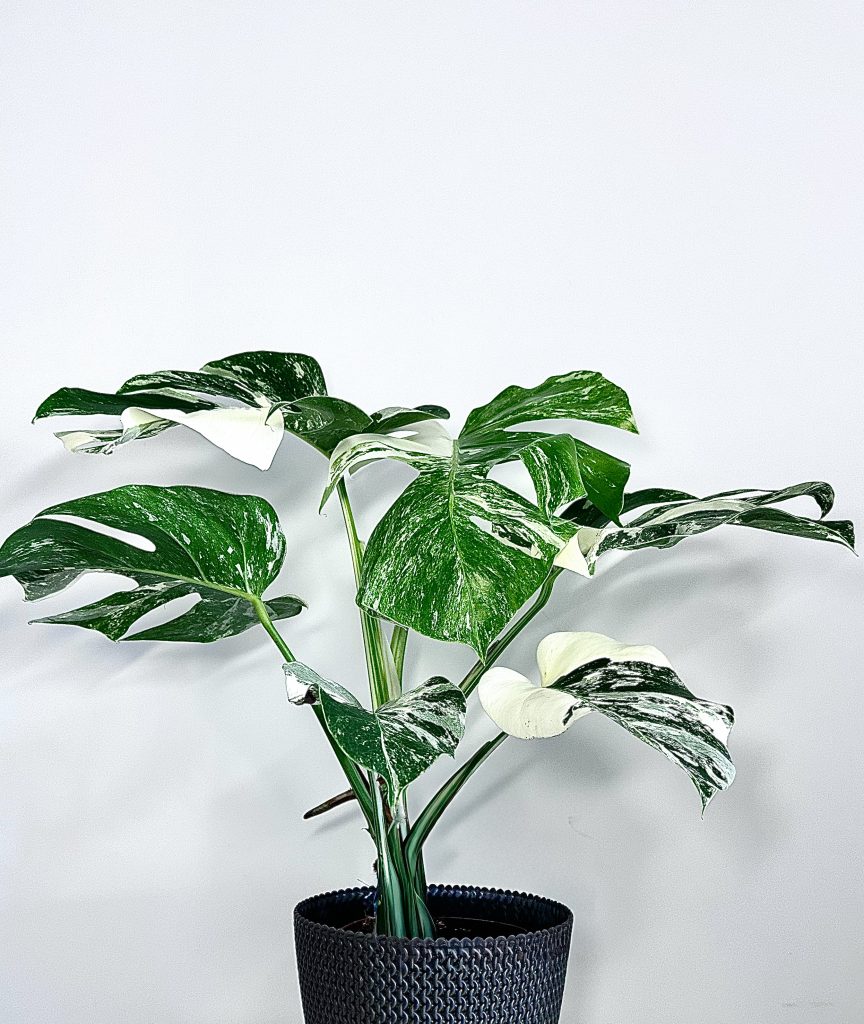 Monstera Variegata